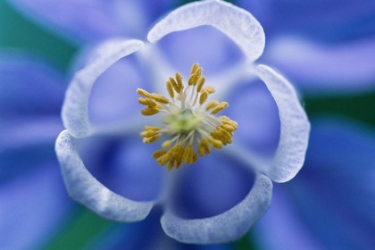 Ancolie des Alpes, Aquilegia alpina