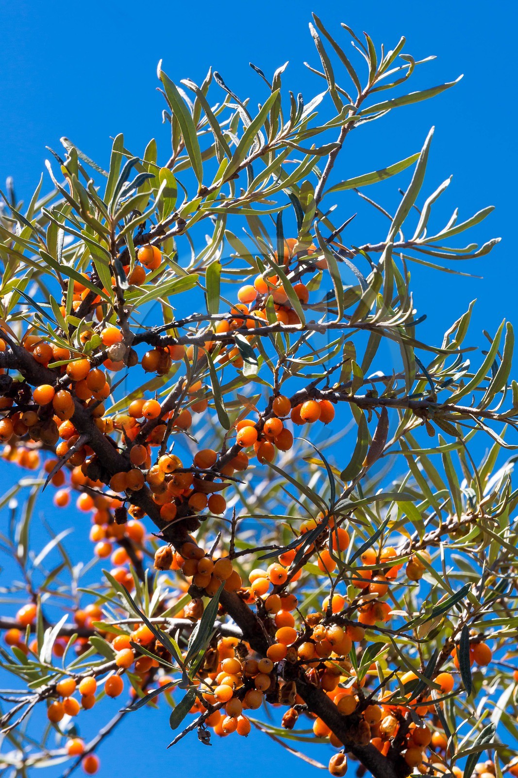 David Viveau agriculteur, producteur de baies d'argousier