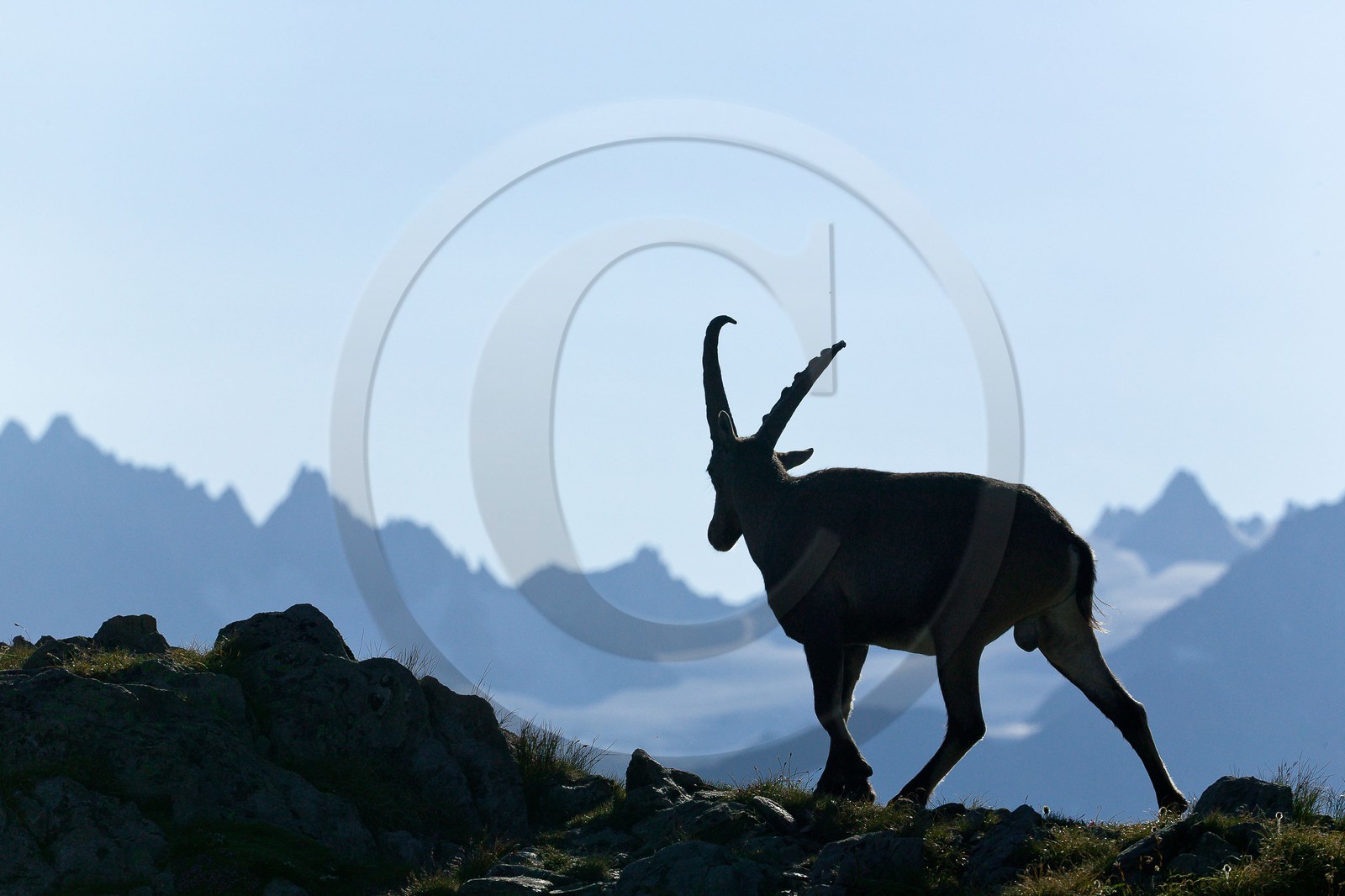 Bouquetin, ou bouquetin des Alpes (Capra ibex)