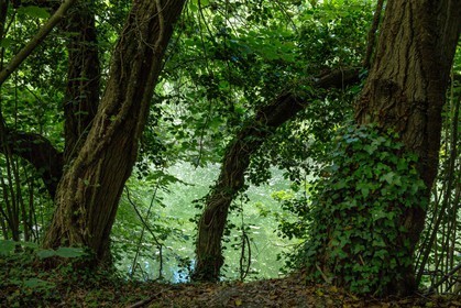 ENS de l'Isère, bois de la Bâtie