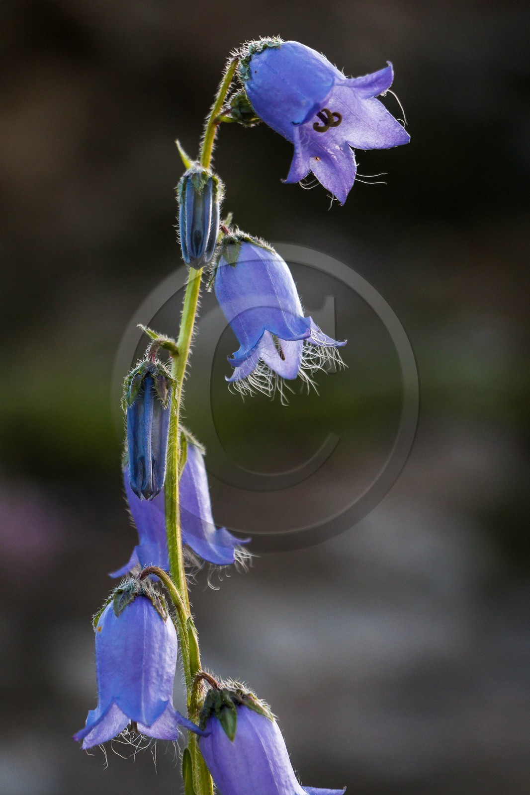 Campanule barbue, Campanula barbata