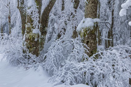 ENS de l'Isère, Les Ecouges