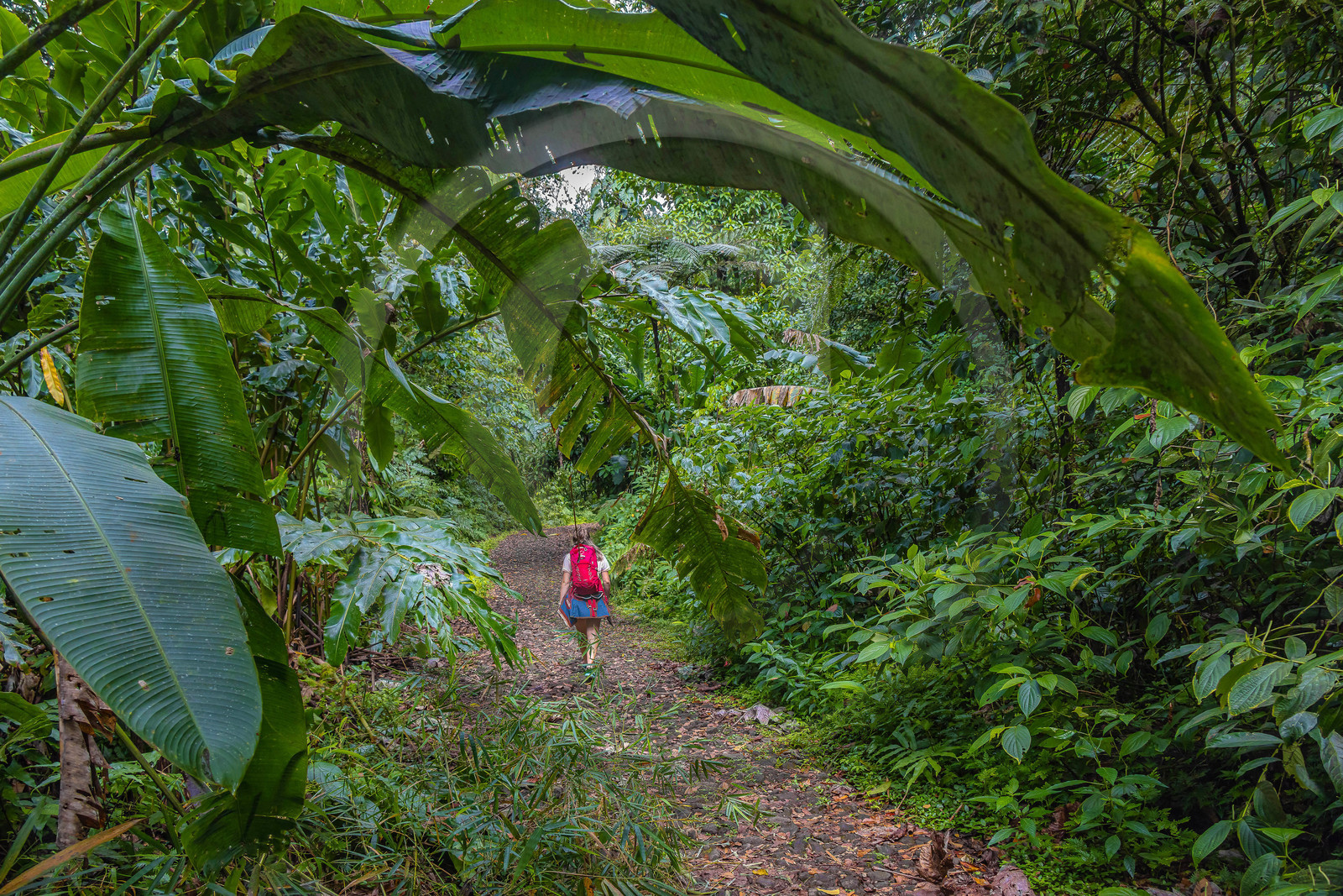 Forêt tropicale, Parc national de la Guadeloupe