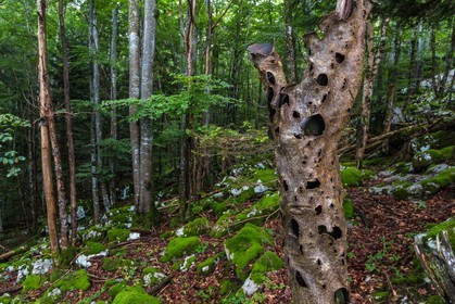 ENS de l'Isère, Les Ecouges