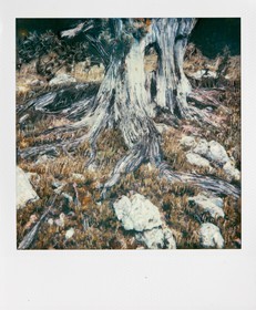 Exposition Arbres et petites forêts, éloge de la biodiversité