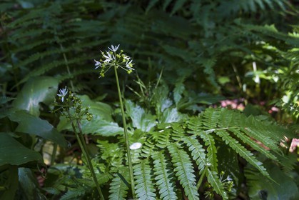 Bois du Chapitre, forêt domaniale de Gap-Chaudun