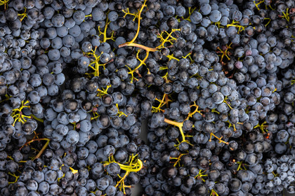 Domaine du Mont Guillaume