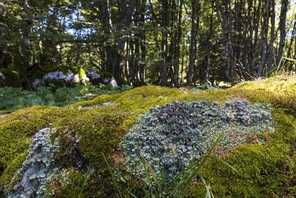 ENS de l'Isère, Plateau de la Molière et du Sornin