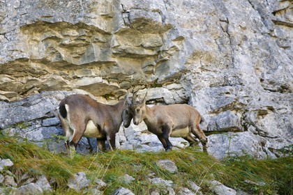 Bouquetin, ou bouquetin des Alpes (Capra ibex)