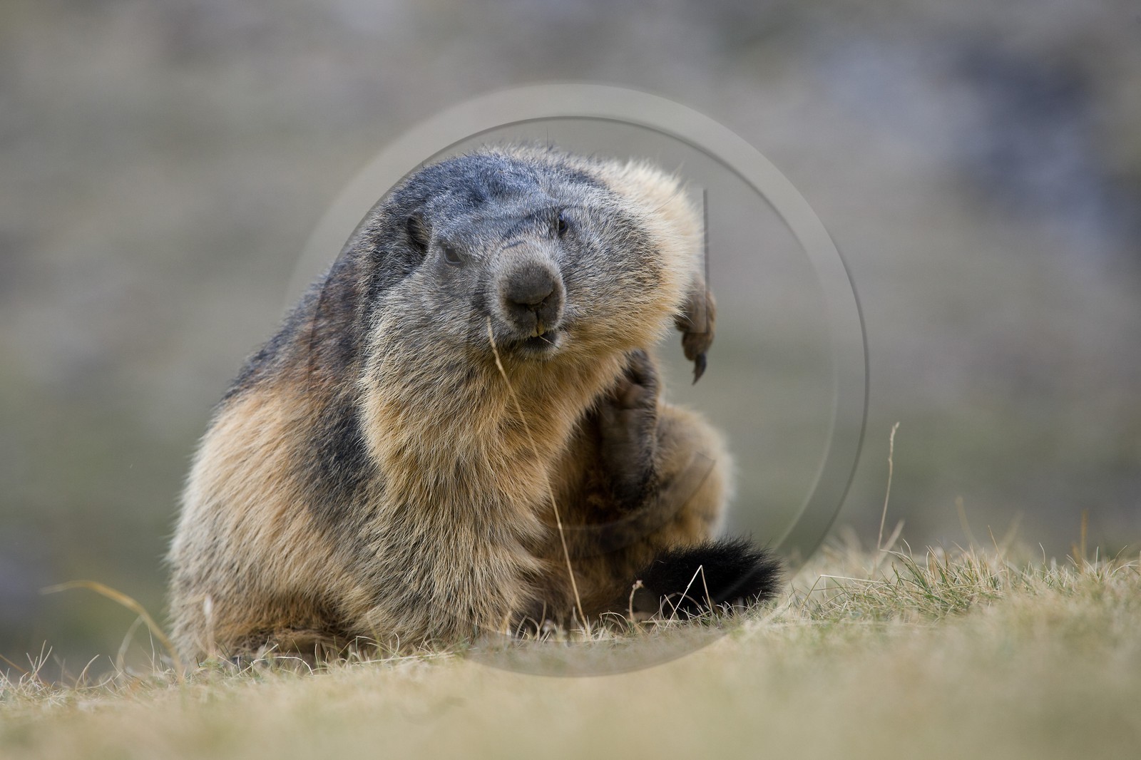 Marmotte des Alpes ( Marmota marmota )