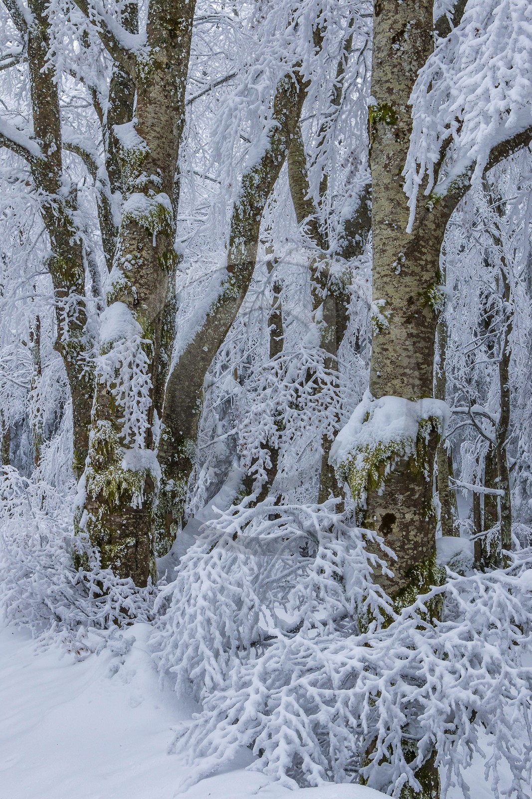 ENS de l'Isère, Les Ecouges