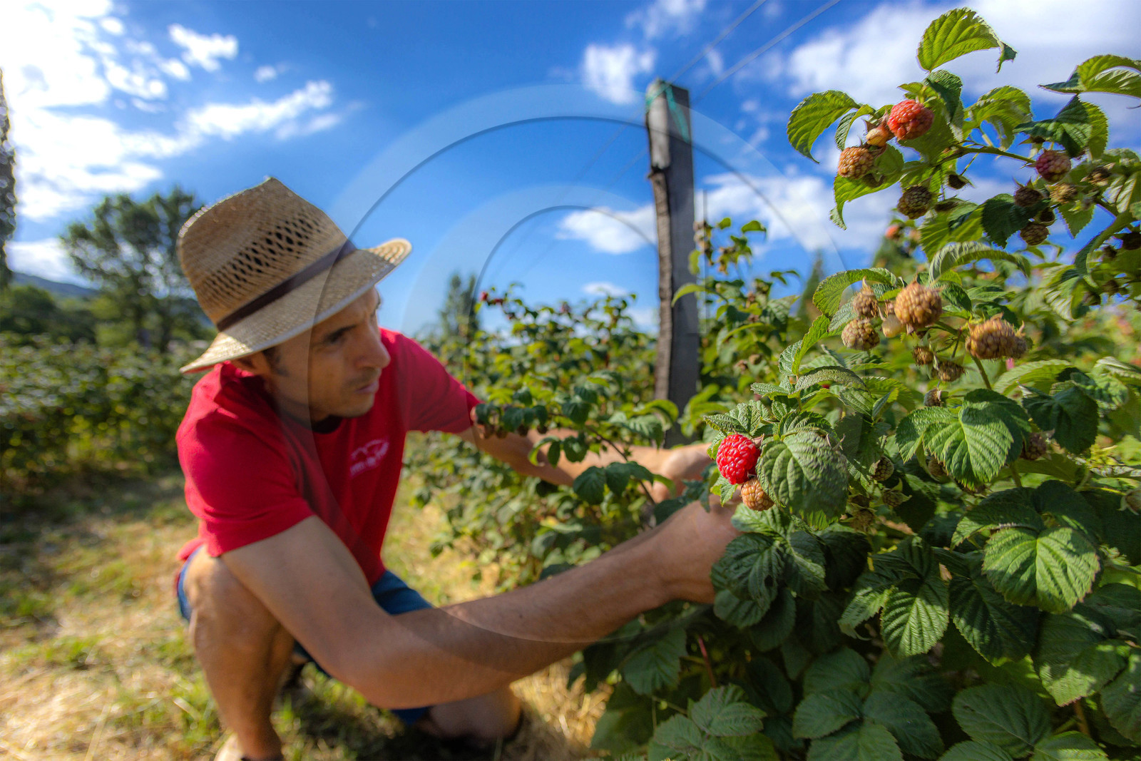 Ecrins de fruits, producteur de fruits rouges