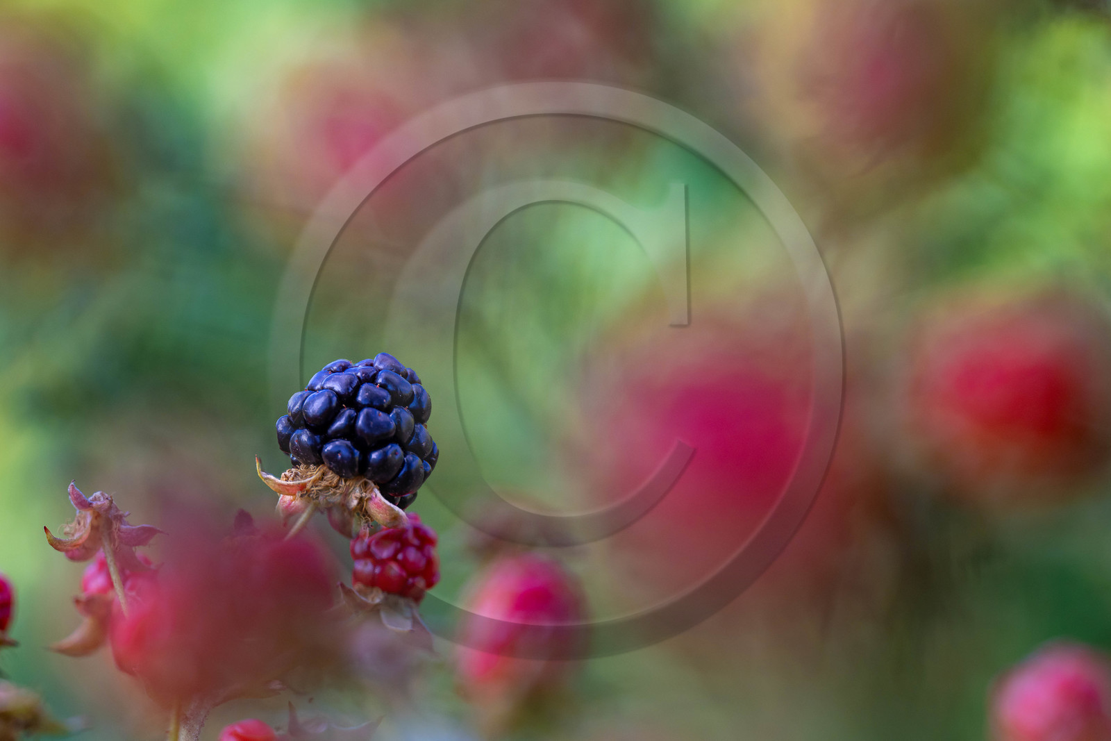 Ecrins de fruits, producteur de fruits rouges