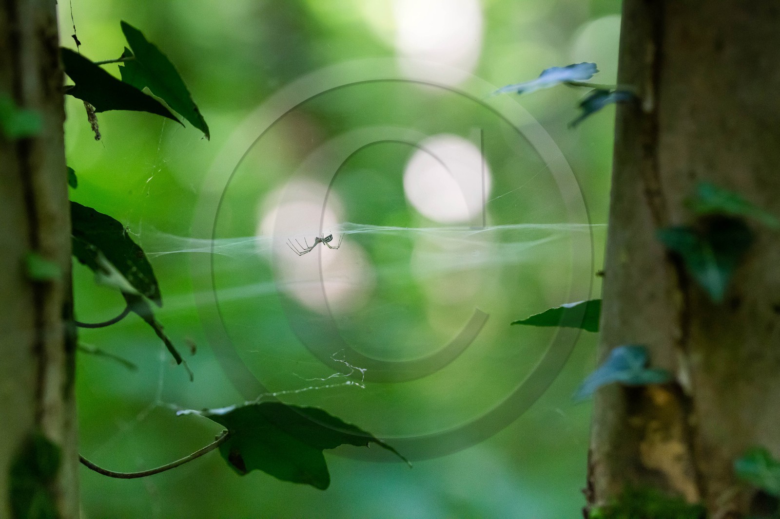 ENS de l'Isère, espace alluvial de la Rolande