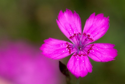 Oeillet deltoide, Dianthus deltoides