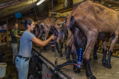 Ferme du Bayle, traite des chèvres