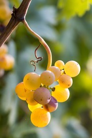 Vignoble de Saint-Jeannet, propriétaire récoltant Denis Rasse