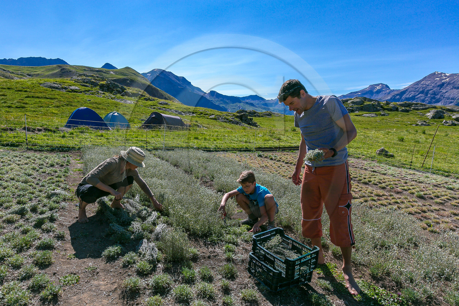 Bruno Gonnon, cultivateur de génépi bio