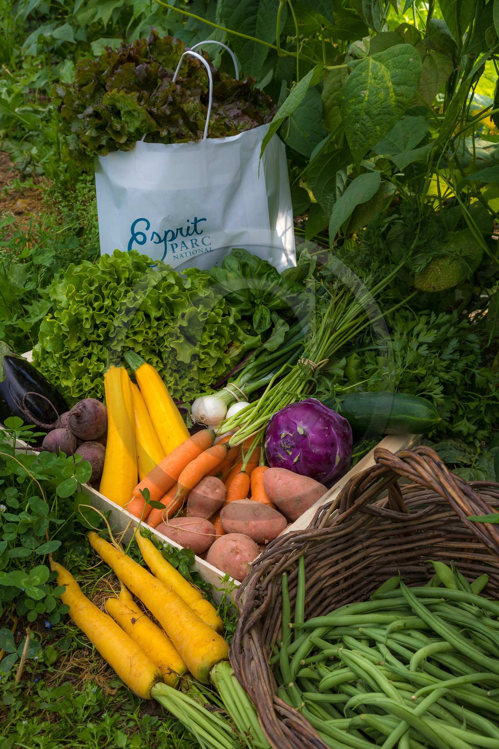 LéguMontagne, Sylvie Jaussaud et  Bertille Gieu, Maraîchères bio