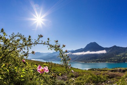 Lac de Serre-Ponçon, rosiers, églantiers et le Pic de Morgon