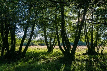 ENS de l'Isère, Tourbières de l'Herretang