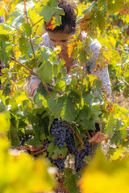 Domaine du Mont Guillaume