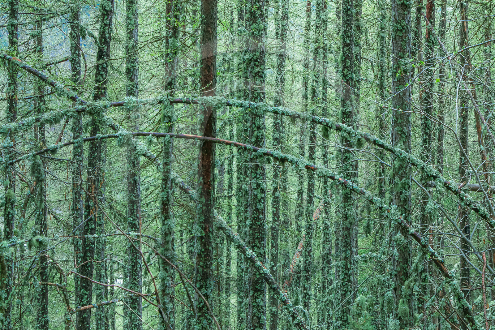 Mélèze d'Europe, Larix decidua