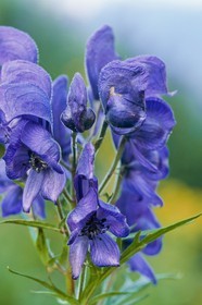 Aconit napel,  Aconitum napellus