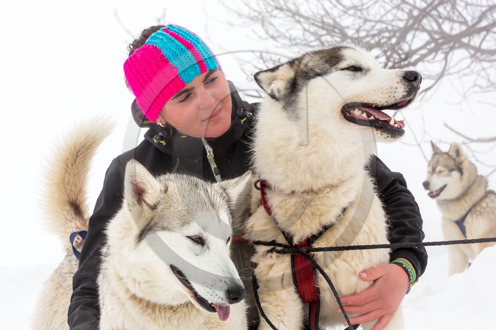 Pays de Serre-Ponçon, Réallon, EdenGaia, chiens de traineau
