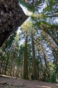 Parc national des Cévennes, forêt du Mont Aigoual, Les 2 géants de la Foux, Sapin de Vancouver, Abies Grandis