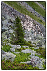 Alpage de la combe des Plans