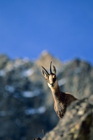 Chamois, Rupicapra rupicapra