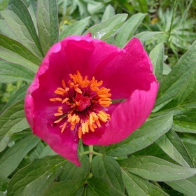 Pivoine officinale, Paeonia officinalis