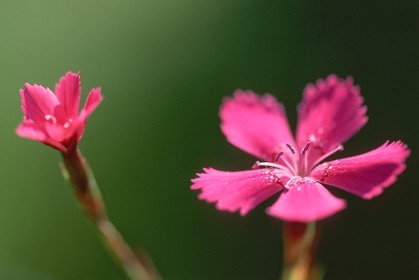 Oeillet deltoide, Dianthus deltoides
