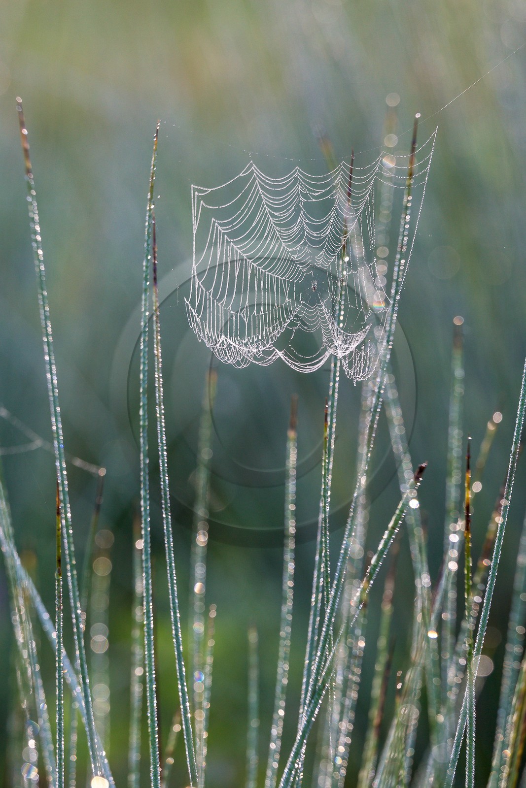 ENS de l'Isère, étang de Mai