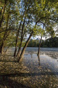 ENS de l'Isère, bois de la Bâtie