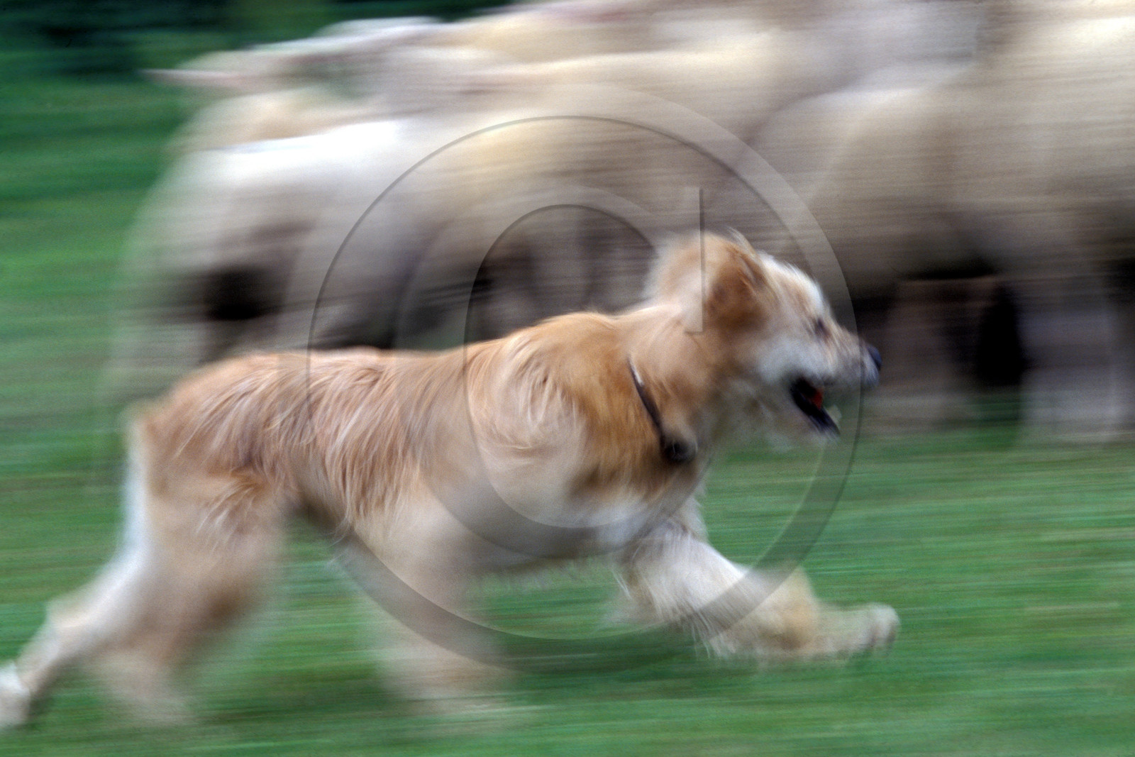 Bergers, chiens de conduite des troupeaux