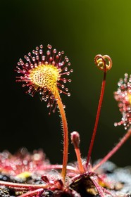 ENS de l'Isère, Tourbière des Planchettes, Rossolis à feuilles rondes (Drosera rotundifolia)