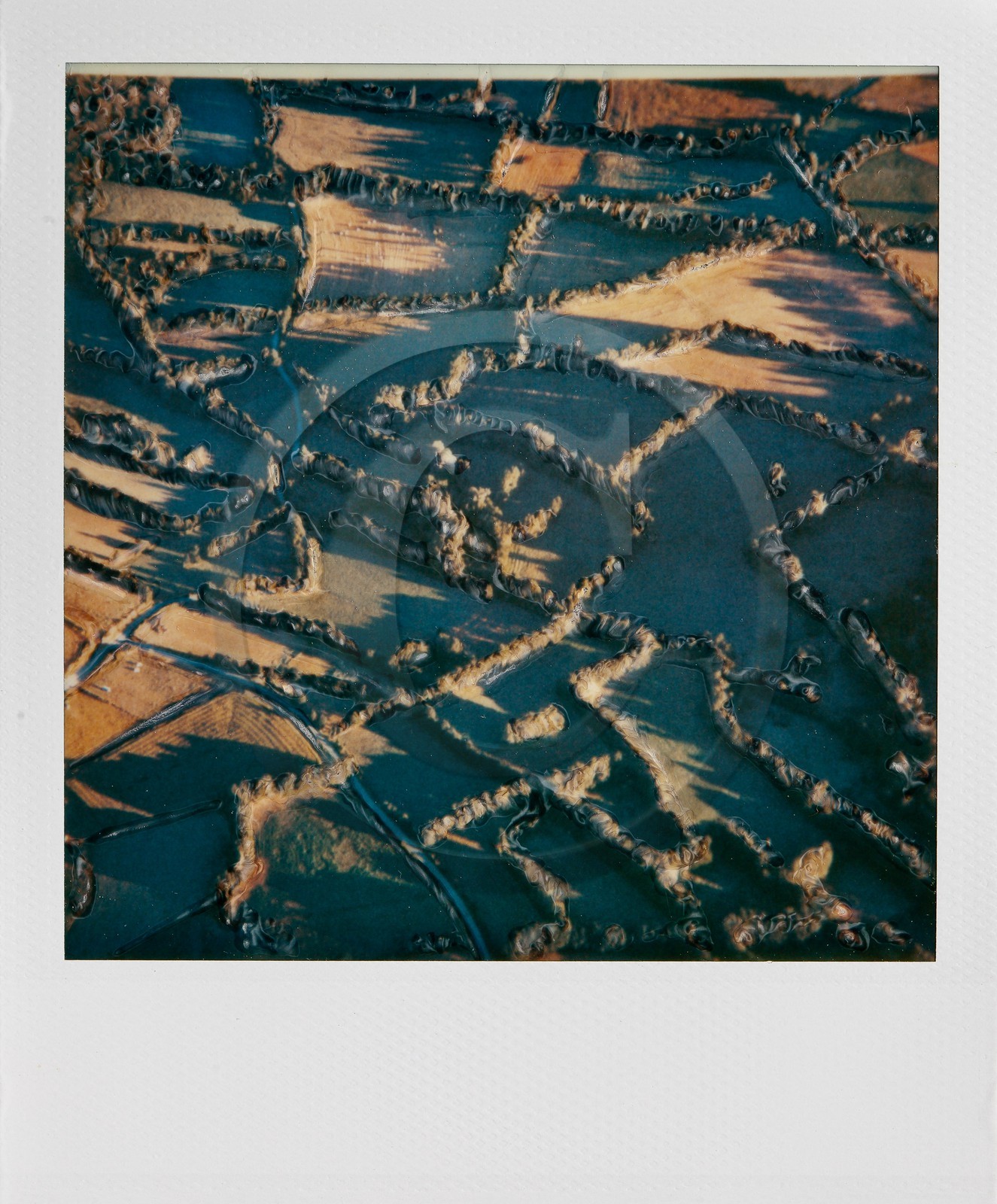 Exposition Arbres et petites forêts, éloge de la biodiversité