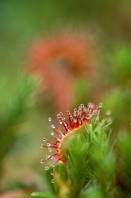 Droséra à feuilles rondes, Drosera rotundifolia