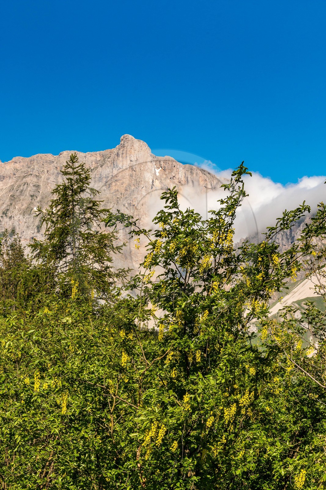 Bois du Chapitre, forêt domaniale de Gap-Chaudun