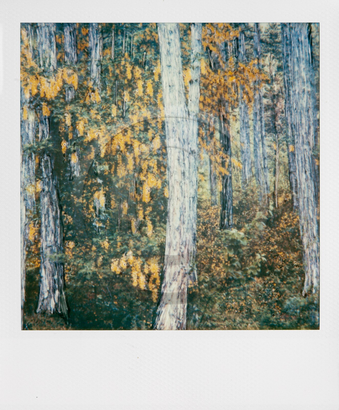 Exposition Arbres et petites forêts, éloge de la biodiversité