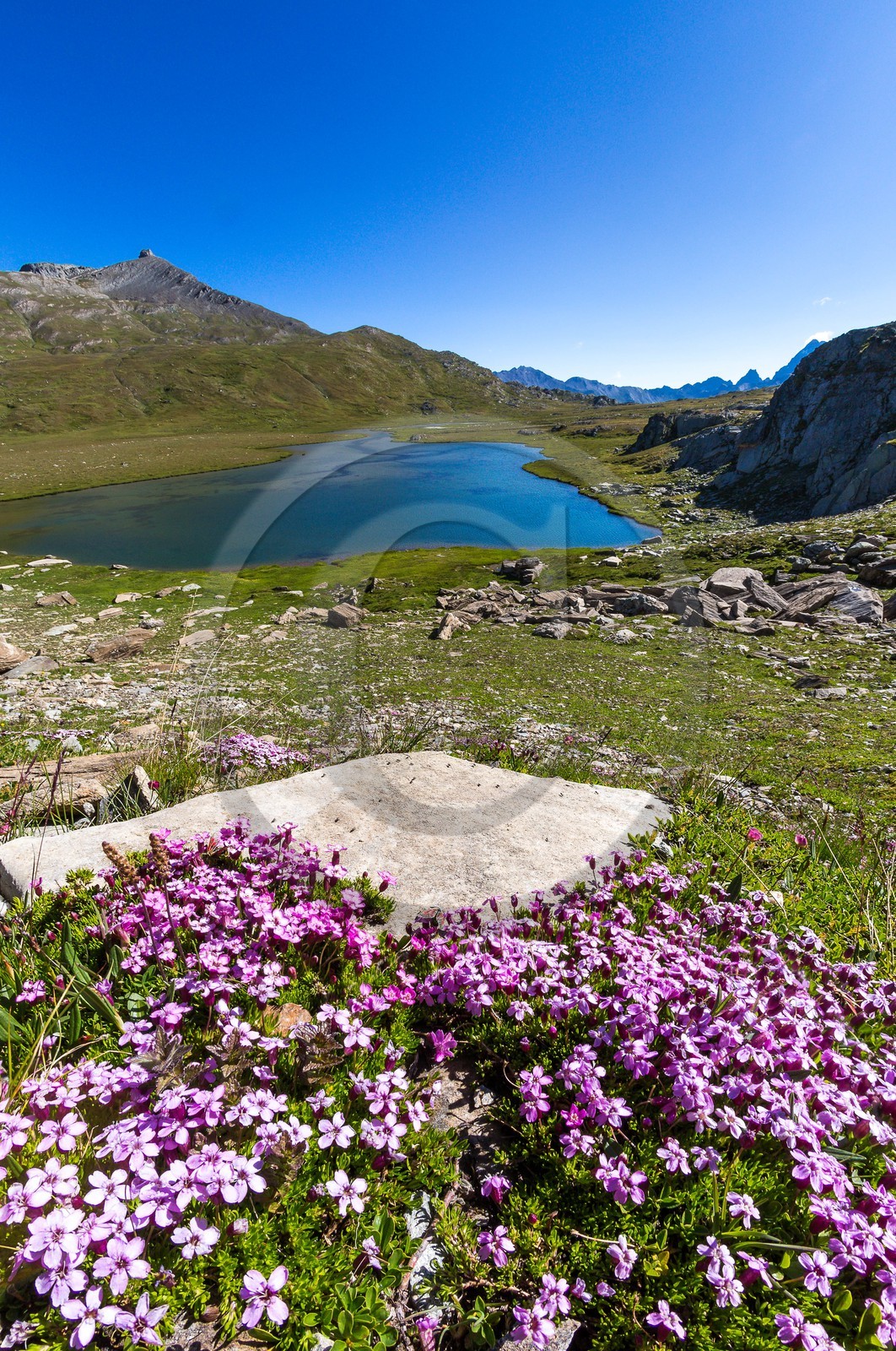 col du Longet, Lac du Longet, silène acaule (Silene acaulis) et