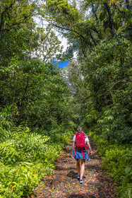 Forêt tropicale, Parc national de la Guadeloupe