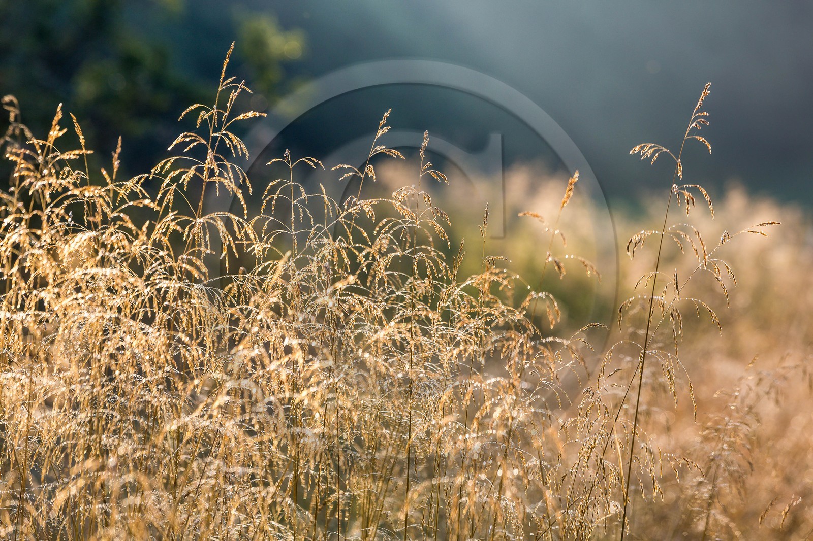 ENS de l'Isère,Tourbières du Peuil
