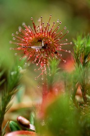 Droséra à feuilles rondes, Drosera rotundifolia