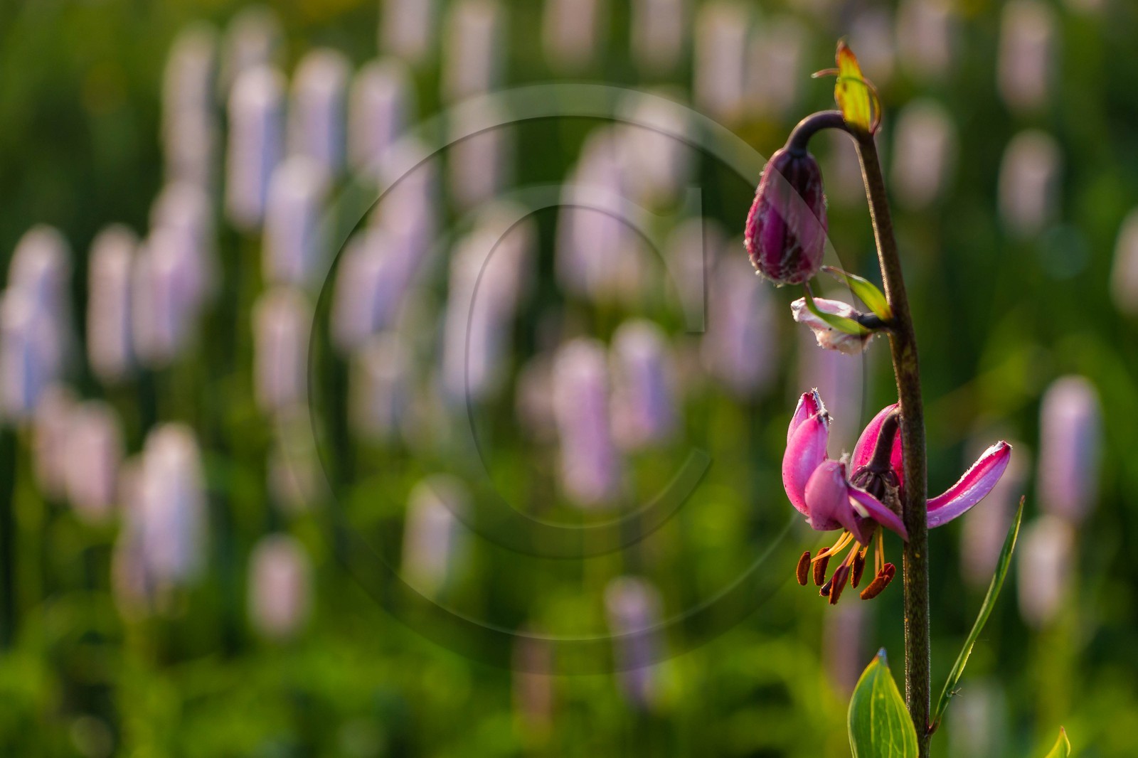 Lis martagon, Lilium martagon
