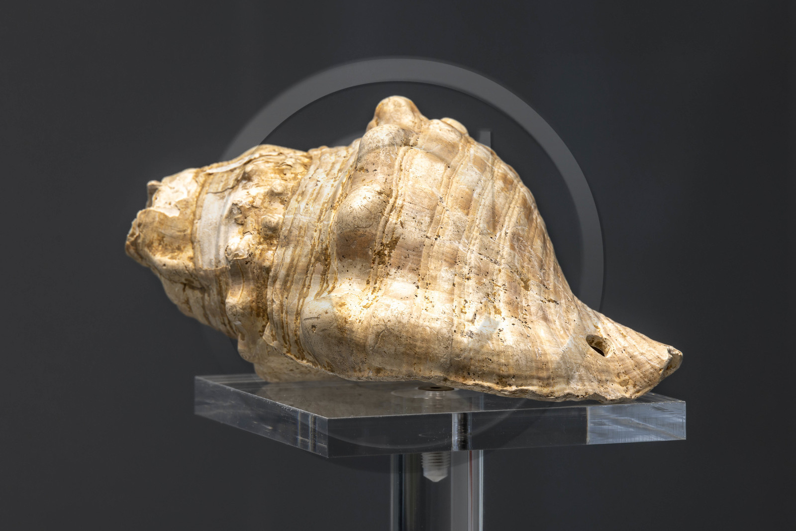 Gap, Musée Muséum départemental des Hautes-Alpes, conque d'appel (