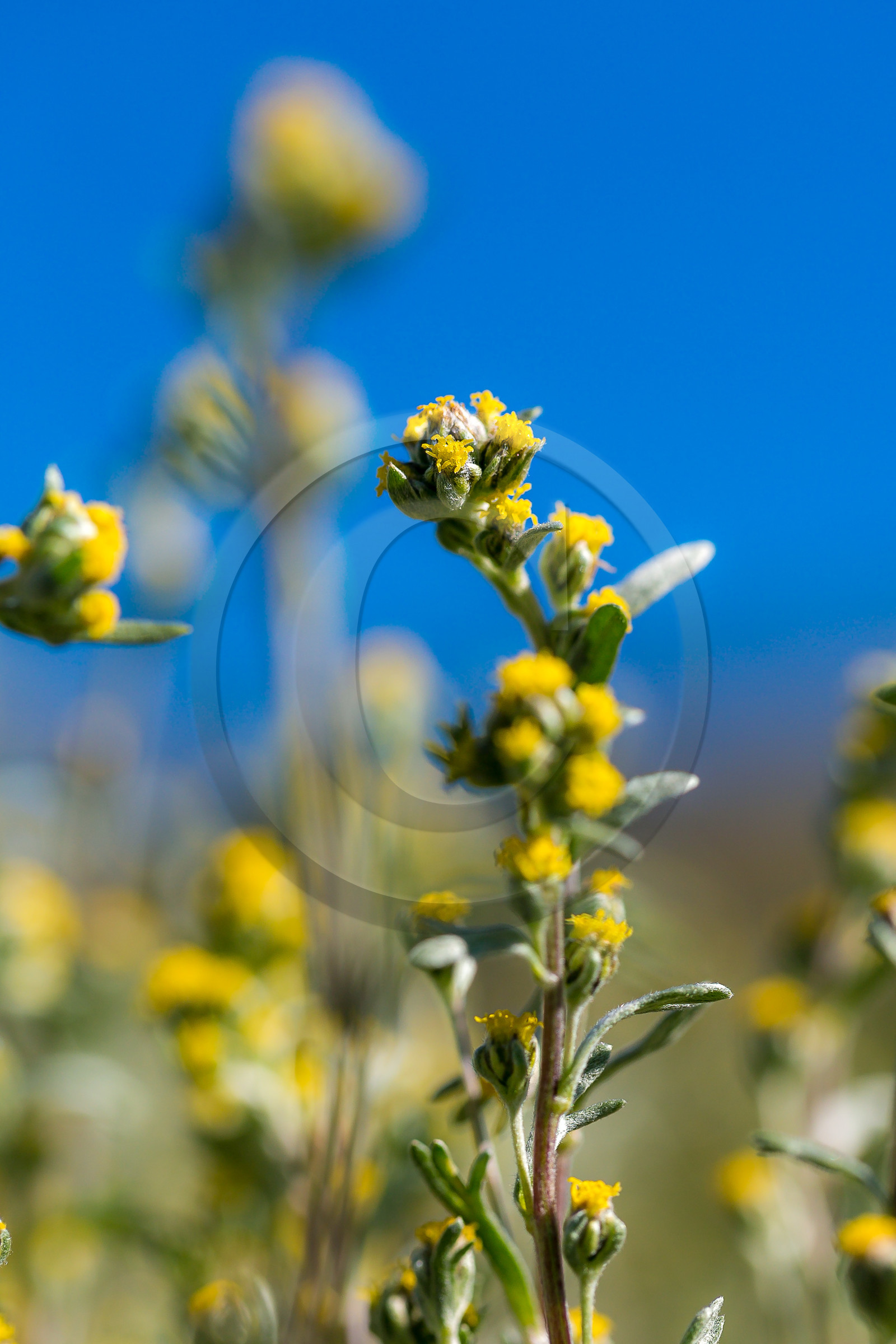 Bruno Gonnon, cultivateur de génépi bio