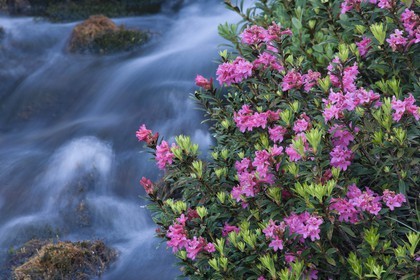 Rhododendron ferrugineux, Laurier rose des Alpes, Rhododendron ferrugineum